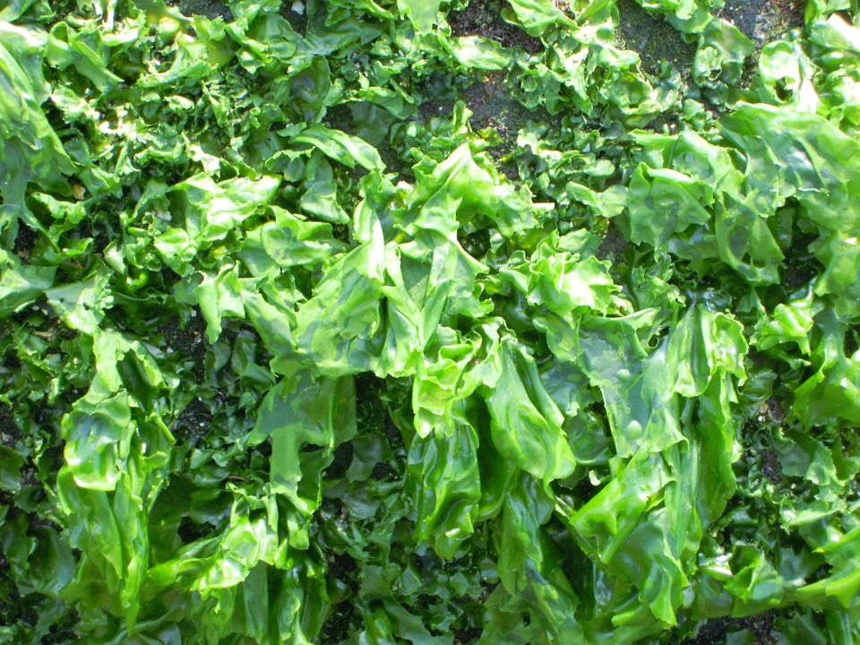 green seaweeds