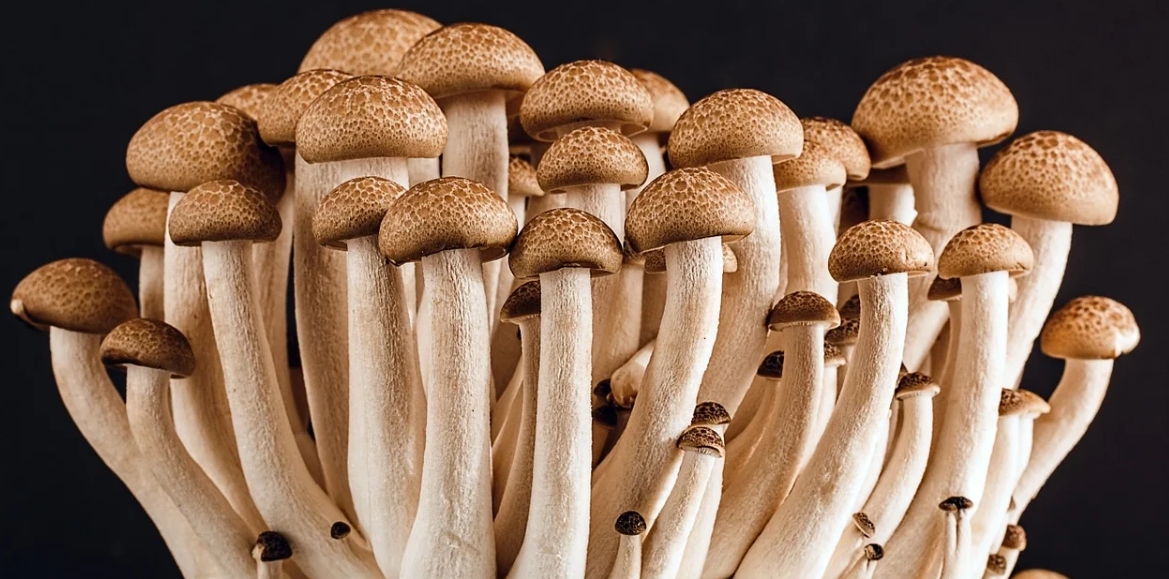 magic shrooms