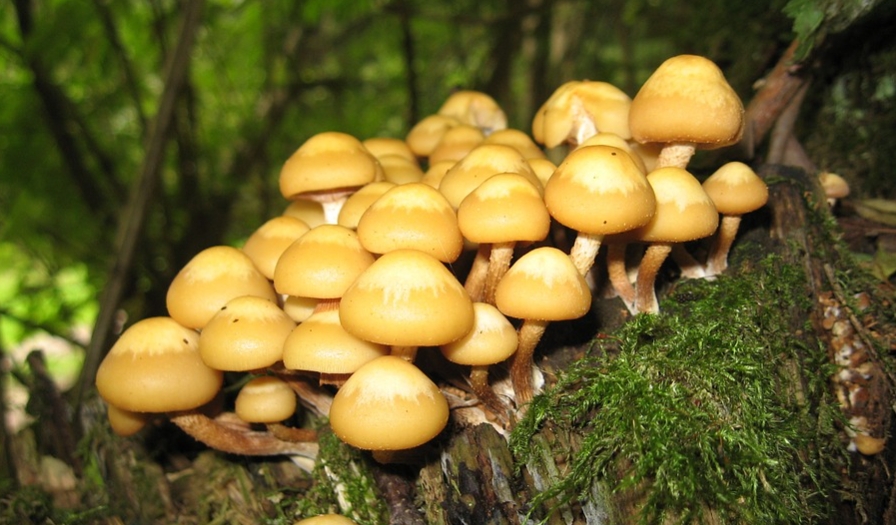 magic mushrooms