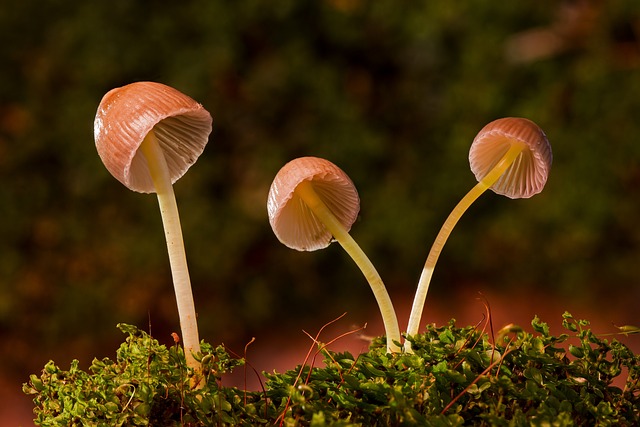 fungus