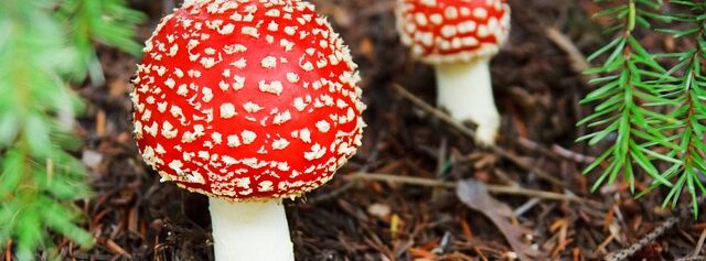 mushroom